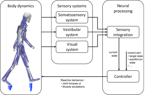 Zum Artikel "Integration der posturalen Kontrolle in biomechanische Menschsimulationen"