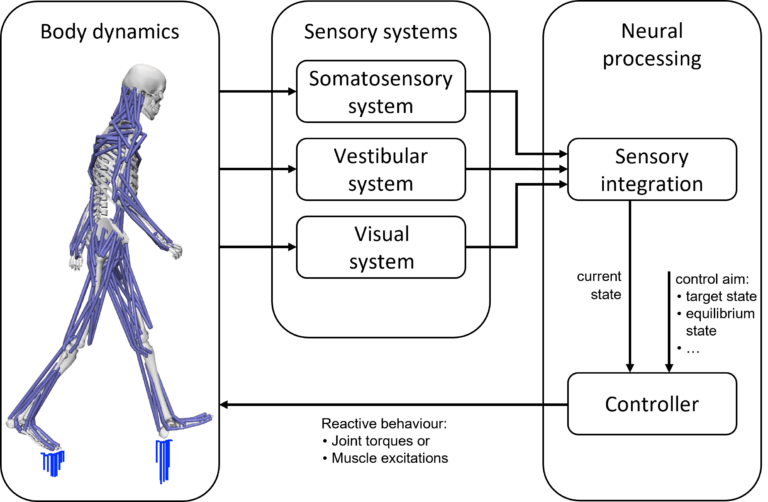 Integration der posturalen Kontrolle in biomechanische Menschsimulationen